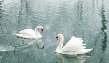 Stock photo of swans by Smitt /	iStock / Getty Images Plus