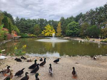 Greenview Aviaries improvements via Alicia Patten