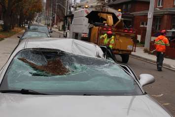 Wind topples a hollow tree onto a parked car on Pellissier St., November 12, 2015. (Photo by Jason Viau)