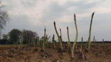 Asparagus growing in field. (BlackburnNews.com file photo by Simon Crouch) 