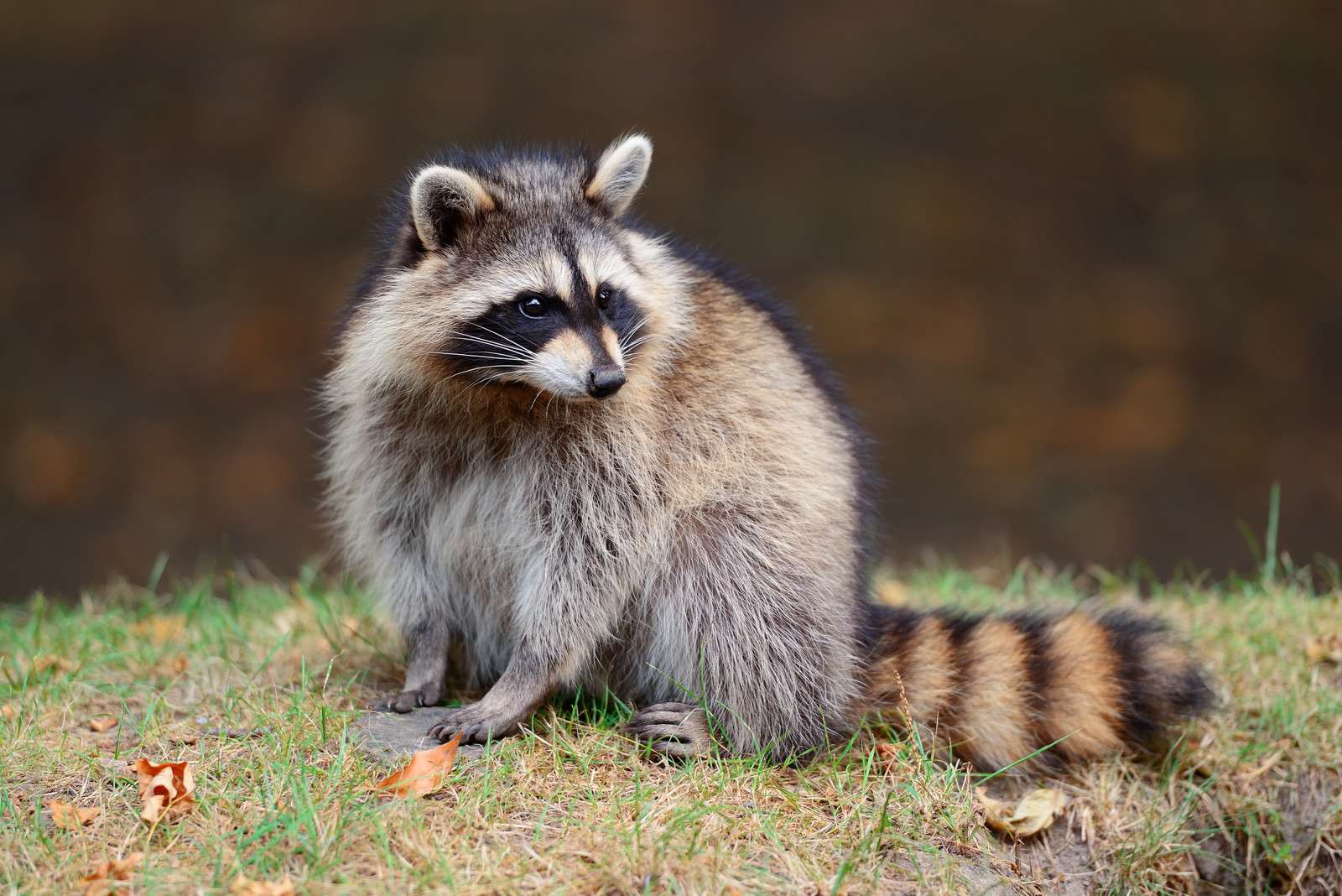 Rise in wildlife encounters triggers CK Public Health precaution tips