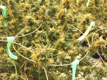 Medical marijuana plants seen at Aphria's Leamington greenhouses on February 19, 2016. (Photo by Ricardo Veneza)