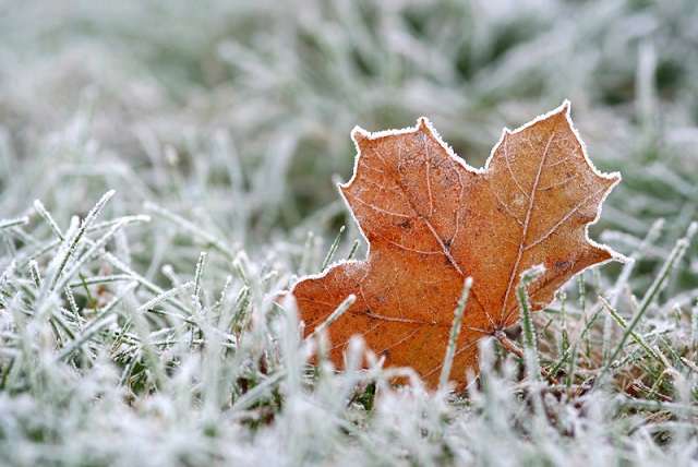 Environment Canada issues CK's first fall frost advisory