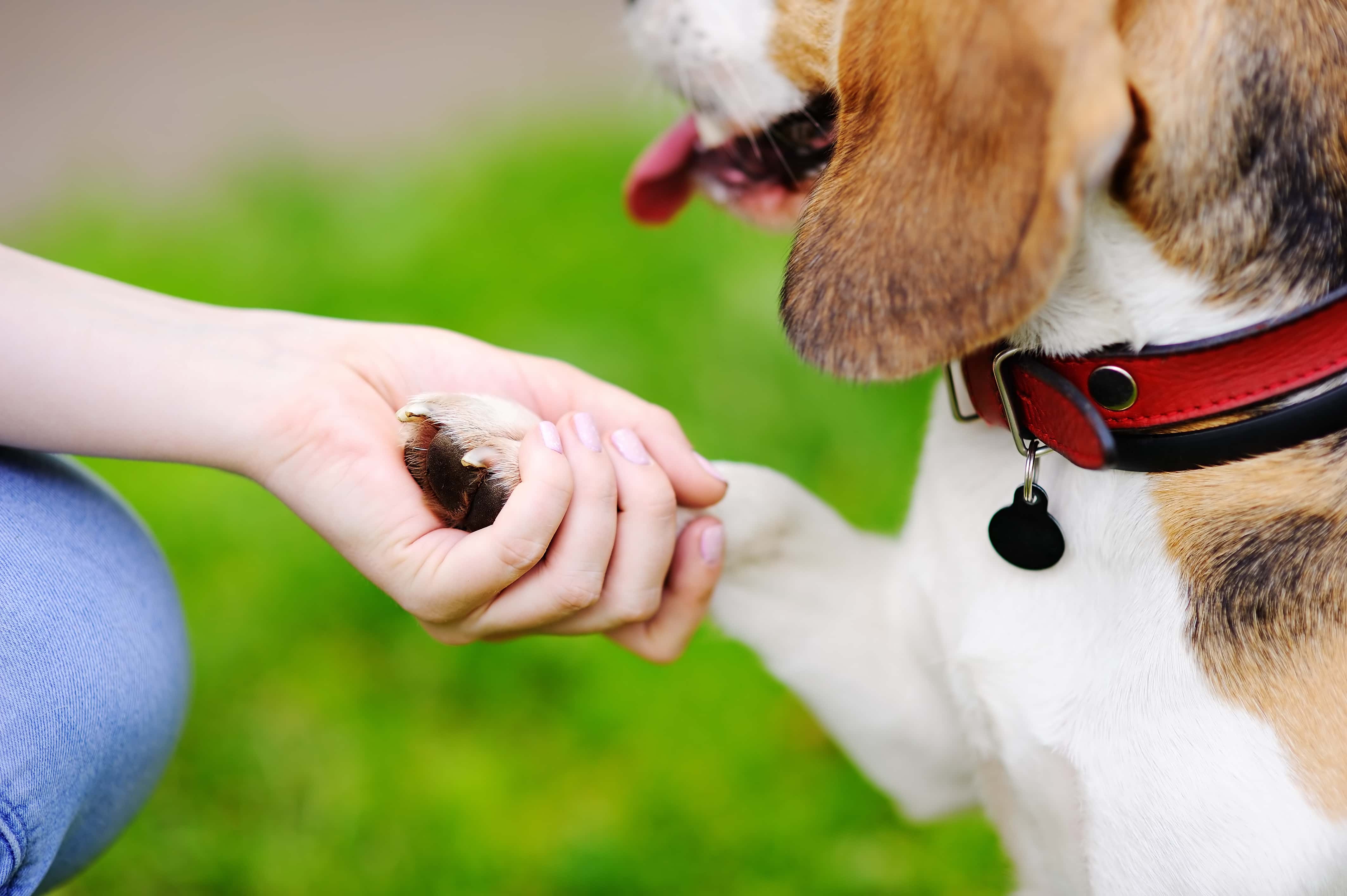 St. Clair Twp. sheds light on protocols, provides advice to pet owners