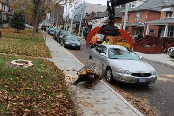 Wind topples a hollow tree onto a parked car on Pellissier St., November 12, 2015. (Photo by Jason Viau)