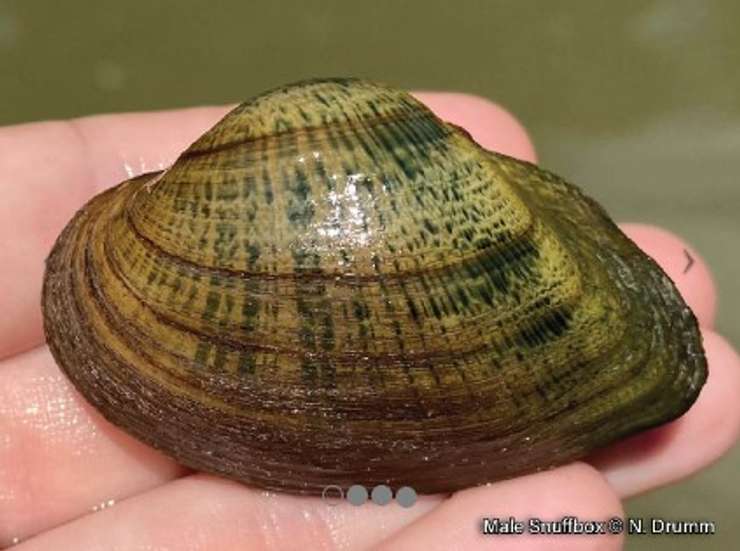 (Photo of a snuffbox mussel courtesy of sydenhamriver.on.ca)