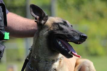 Windsor police dog Hasko is trained in detecting explosives, September 16, 2015. (Photo by Jason Viau)