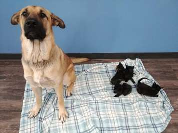 A dog who saved a litter of kittens from dying in the freezing cold in Chatham-Kent this month is getting a lot of love and attention. Nov 25, 2019. (Photo courtesy of Pet and Wildlife Rescue)