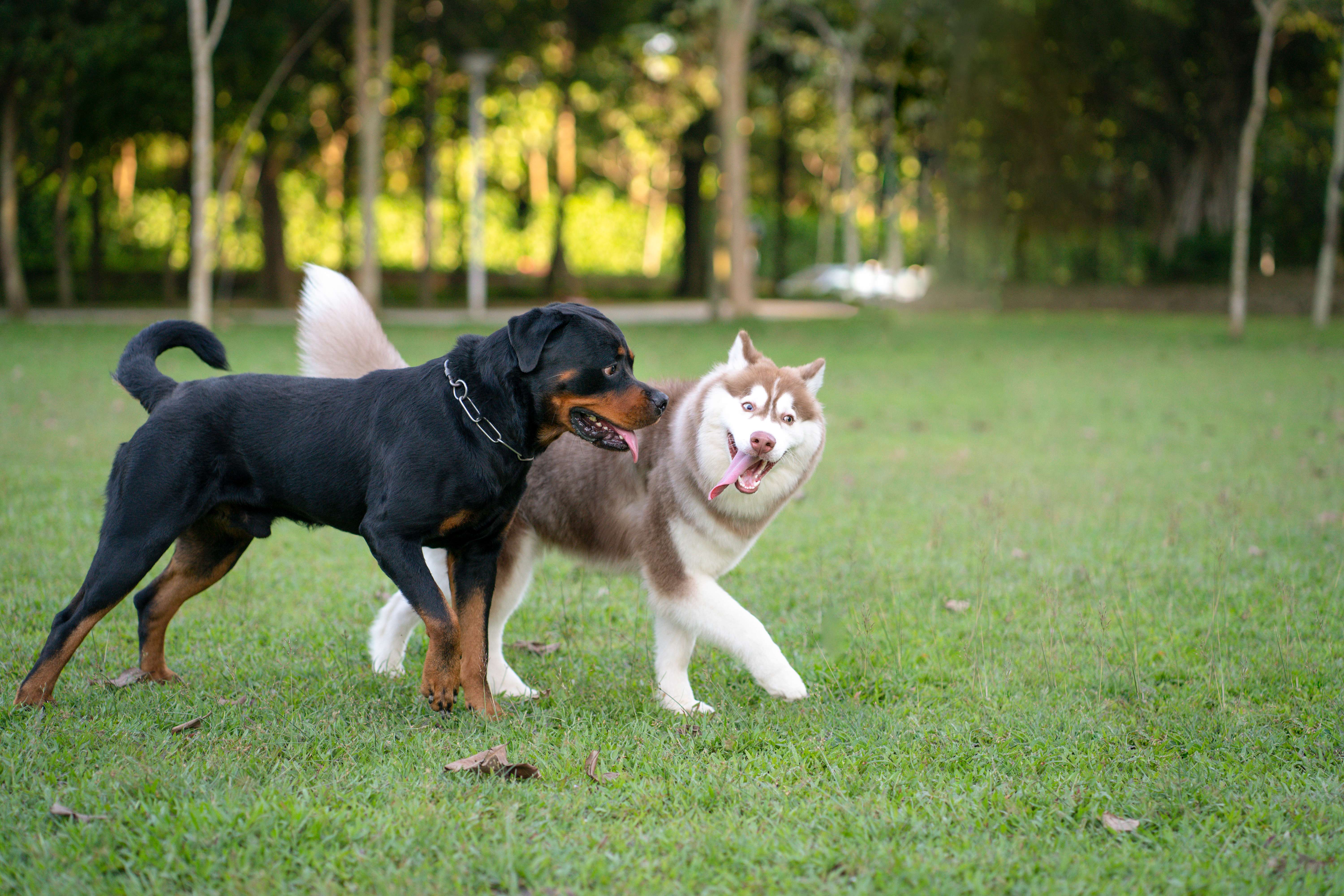 Dog tag program continues in CK
