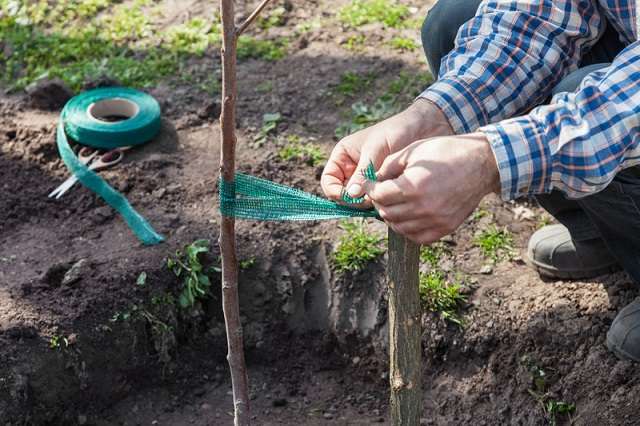 Tree Planting Tuesday At Fairy Lake