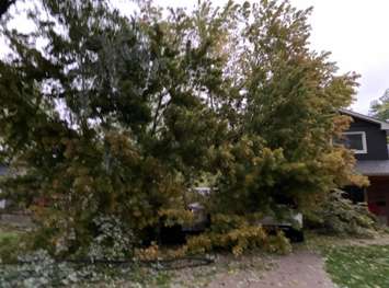 A fallen tree on top of two cars in a driveway on Ridgewood Drive in Sarnia.  22 September 2021.  (Photo by Anita T from Twitter)