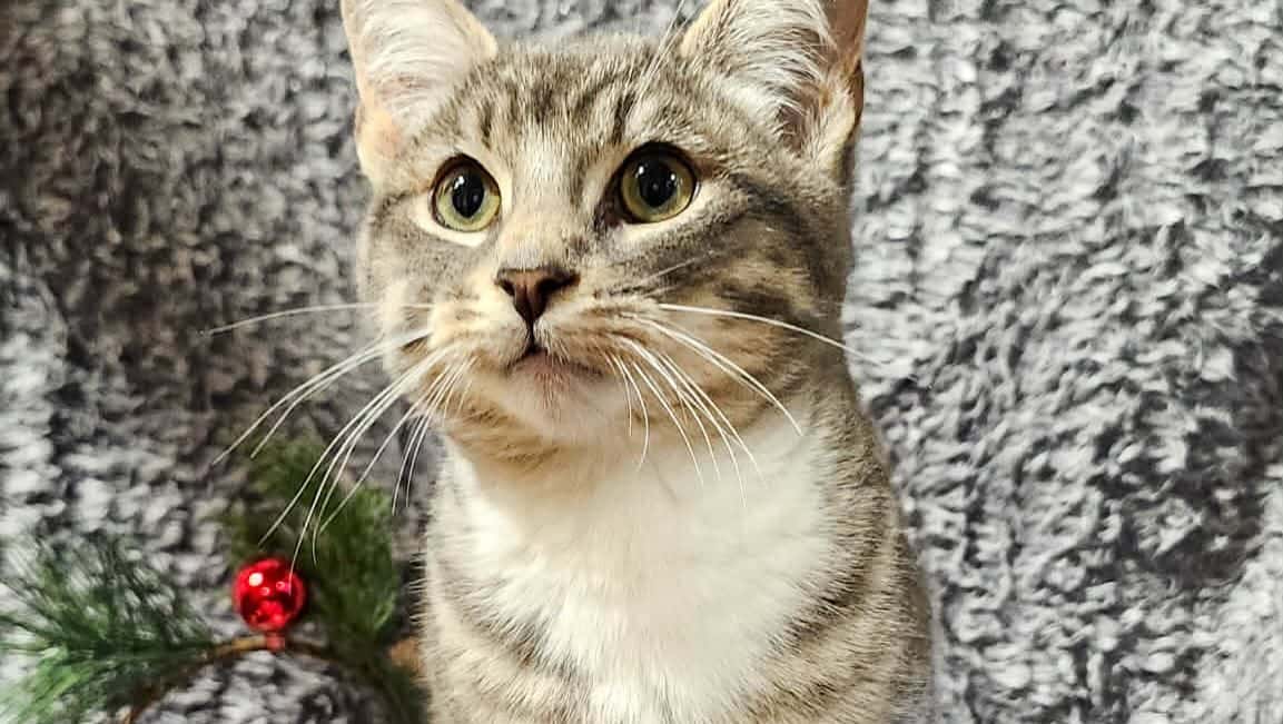 CK stray cats flooding local shelters