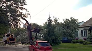 Tree falls on Felix Ave. (Photo courtesy Shaun Campbell)