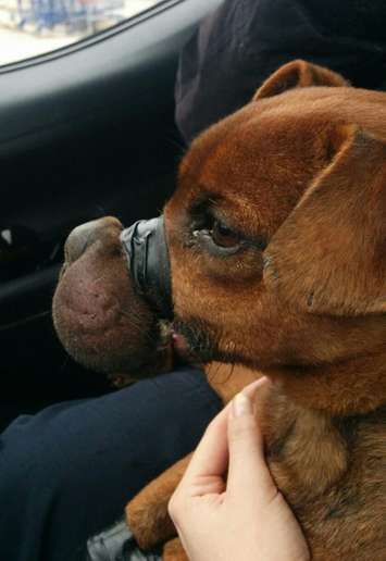 A photo of a dog named Justice, which the Windsor/Essex Humane Society says was found bound by a Canadian Tire in Windsor. (Photo courtesy of the Windsor/Essex County Humane Society.)