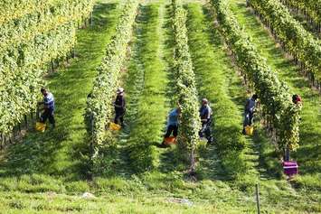 Workers harvest grapes at a farm. File photo courtesy of © Can Stock Photo / gina_sanders. 