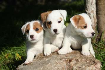 Jack Russell Puppies. © Can Stock Photo / Zuzule