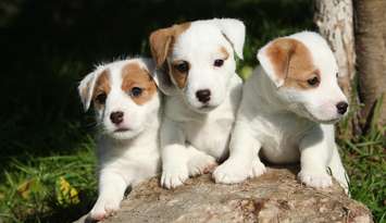 Jack Russell Puppies. © Can Stock Photo / Zuzule