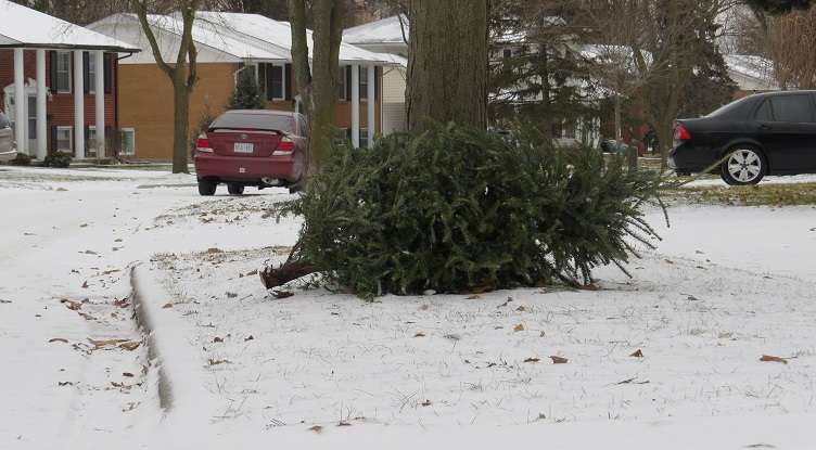 Christmas tree collection begins Monday in Sarnia