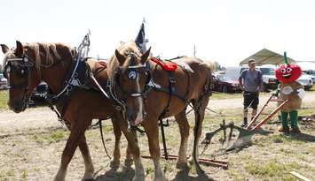 A plowing demonstration at the International Plowing Match 2018 Media Day on September 5, 2018. (Photo by Angelica Haggert)