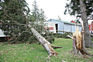 Photo of a tree near Thamesford damaged by a storm on April 11, 2017. Photo courtesy of Harry Schut of FotoSchut Photography. 