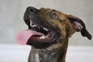 Reno was brought to the Windsor-Essex Humane Society as a malnourished puppy and has since found a forever home with Derek, March 26, 2015. (Photo by Jason Viau)