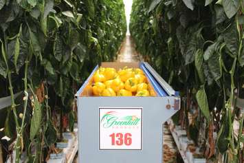 A look inside Greenhill Produce in Chatham-Kent, July 22, 2015. (Photo by Mike Vlasveld)