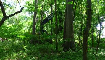 An excavator is seen in the Ojibway Nature Reserve in Windsor. (Photo courtesy Dan A. Ceti via Friends of Save Ojibway Facebook page)