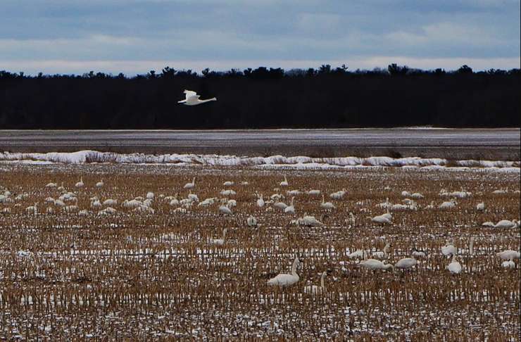 Tundra Swans at the Thedford Bog near the Lambton Heritage Museum - Mar. 6/24 (Photo courtesy of Lambton Shores via X)