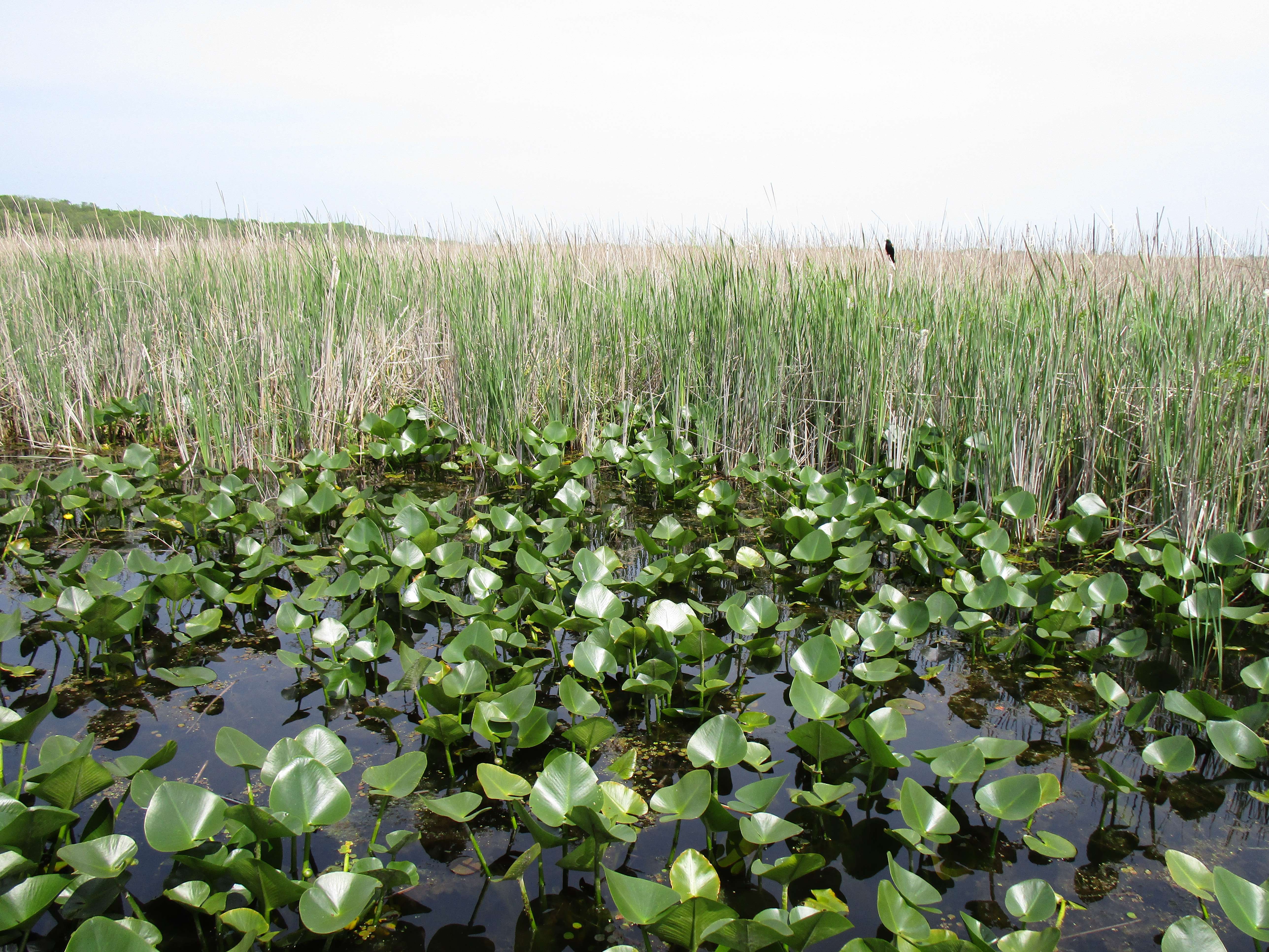 ERCA rolls out WE Conservation Challenge