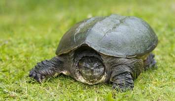 Snapping Turtle (© Can Stock Photo / mack_ch)