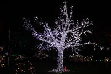 Bright Lights Windsor, Jackson Park, December 6, 2019. Photo by Mark Brown/Blackburn News.