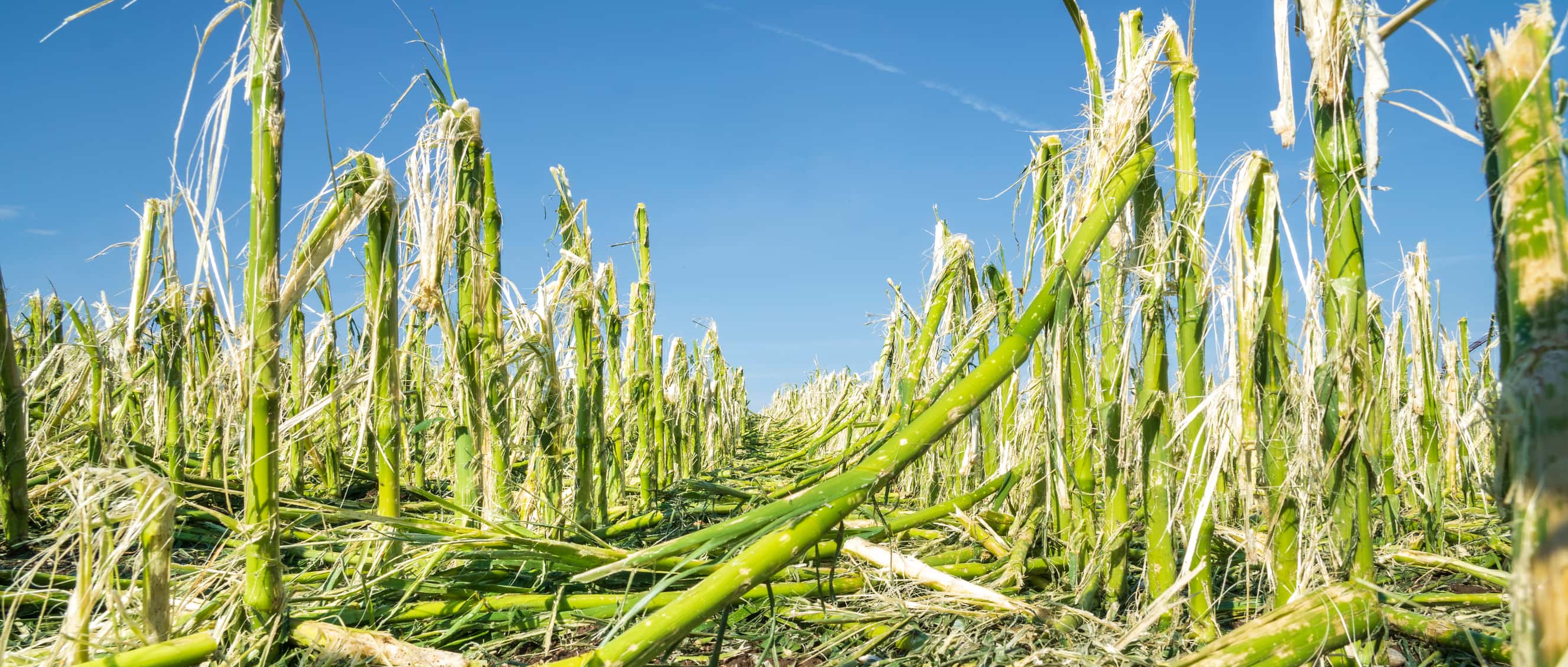 Tornado confirmed in Croton