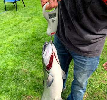 12-year-old Jack Taylor catches a 20.5 pound King Salmon off Ipperwash - Apr 10/21 (Photo courtesy of Trevor Taylor)