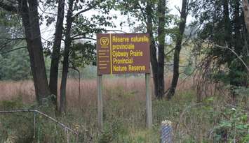 Ojibway Prairie Provincial Nature Reserve, October 2021. (Photo by Maureen Revait) 