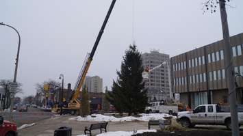 Workers erecting a Christmas tree at Sarnia City Hall. November 19, 2019. (BlackburnNews.com photo by Colin Gowdy)