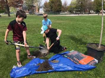 Students at Sarnia's London Road Public School plant trees. May 16, 2019 Photo by Melanie Irwin