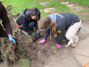 Western University students, Sunny Kim and Alyssa Szilagyi, uncovering Confederation-era tombstones at Woodland Cemetery, May 11, 2017. (Photo by Miranda Chant, Blackburn News.)