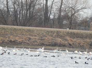 Tundra swans stop off for a rest in a farmer's field near Erieau. Photo taken February 28, 2018. (Photo courtesy of Diane Smith)