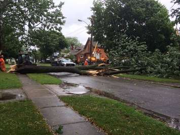 The weather has brought down a tree on the power lines on Lansdowne St. N in Chatham leaving the street without power. (Photo courtesy of Dave Doucette)