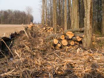 Cedar point tree cut May 12, 2015 (photo courtesy of W.A.I.T.)
