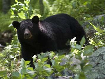 Black bear file photo courtesy of © Can Stock Photo / CCarvell