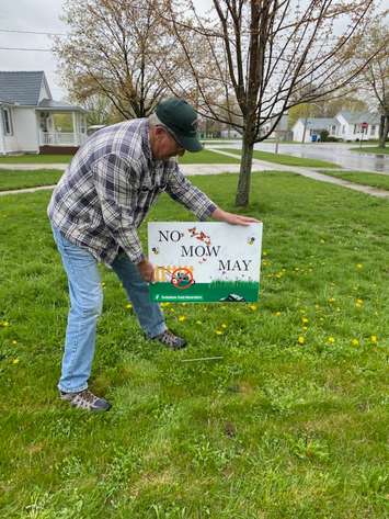 Got a lawn Don t cut it local conservationist promotes No Mow May