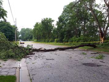 A fallen tree on Brigden Rd near Lakeshore Rd in Bright's Grove. July 16, 2018. (Photo by Colin Gowdy, BlackburnNews)